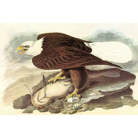 Bald Eagle 2   High quality vintage art reproduction by Buyenlarge  One of many rare and wonderful images brought forward in time  I hope they bring you pleasure each and every time you look at them