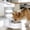 White, variant on RIZZARI 5L Black Automatic Pet Waterer - Gravity-fed Stainless Steel Water Dispenser, 100% BPA Free, Leak-proof, Easy to clean, Non Slip - Feeder for Cats and Dogs