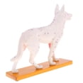 thumbnail image 1 of Modelo de acupuntura para perros Hugo Kit de estudio anatómico para perros, 1 of 8
