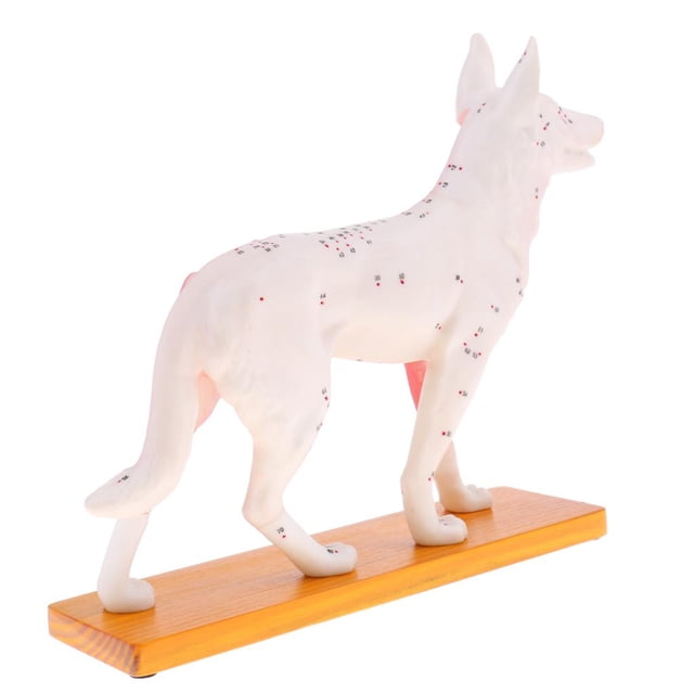 Modelo de acupuntura para perros Hugo Kit de estudio anatómico para perros