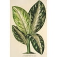 thumbnail image 2 of Charles Antoine Lemaire 11x14 Gold Ornate Wood Frame and Double Matted Museum Art Print Titled - Dieffenbachia Wallisi (1854-1896), 2 of 4