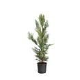 thumbnail image 7 of Brighter Blooms - Leyland Cypress Tree, 2-3 ft. - No Shipping to AK, AZ, HI, 7 of 7