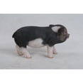 thumbnail image 3 of Figura Hi-Line Gift Ltd Baby Cerdo, color marrón oscuro, 13 cm, 3 of 9
