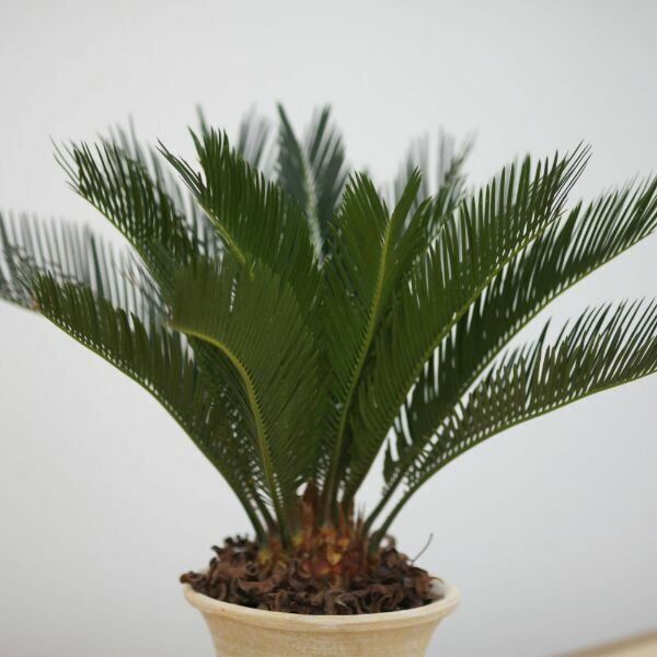 Sago Palm - Live Plant in a 6 Inch Pot - Cycas Revoluta - Beautiful ...