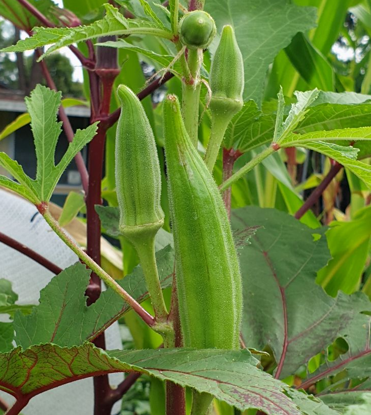 Set of 2 Green Okra Live Plants in 4 Inch Pots, 4-6 Inch Tall Vegetable Starter Plants for Indoor Outdoor Garden Planting