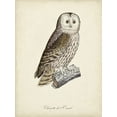 thumbnail image 2 of de Langlois 12x14 White Modern Wood Framed Museum Art Print Titled - French Owls V, 2 of 4