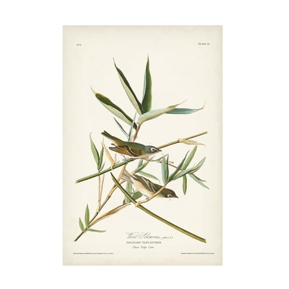 John James Audubon 'Vireo Solitarius' Canvas Art