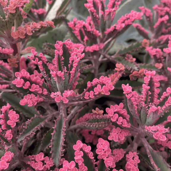 Kalanchoe Pink Butterfly Plant Live, Pink Kalanchoe Live Plant in 2 inch Pot, Variegated Mother of Thousands Succulent Houseplant