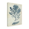 thumbnail image 2 of Trademark Fine Art 'Indigo Blue Seaweed 2 c' Canvas Art by Fab Funky, 2 of 3