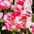 thumbnail image 6 of Easy to Grow Tulip Foxtrot 10 Plant Bulbs Double Group, Spring Zones 3-8, 6 of 6