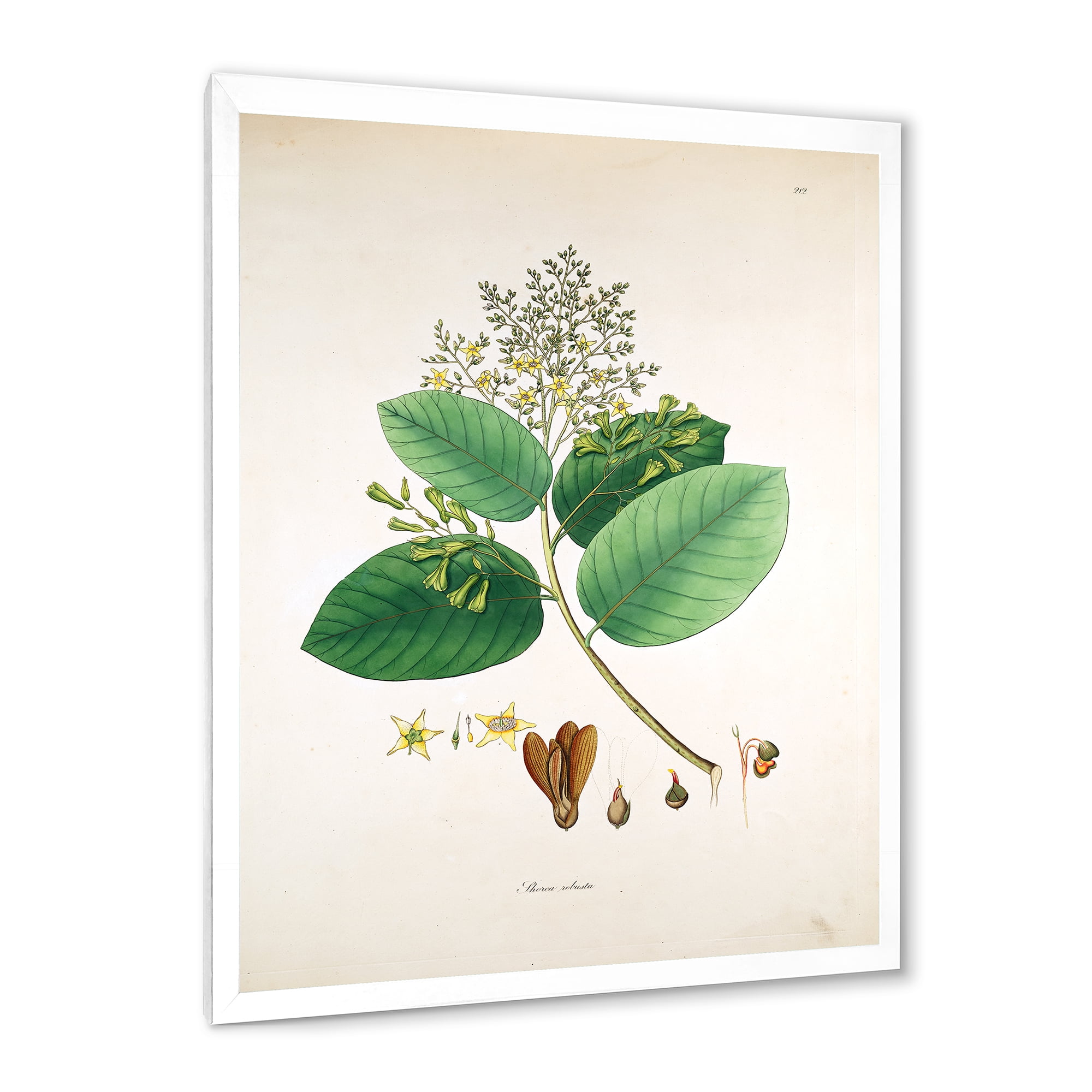 Designart 'Ancient Botanicals III' Farmhouse Framed Art Print