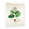 thumbnail image 2 of Designart 'Ancient Botanicals III' Farmhouse Framed Art Print, 2 of 4