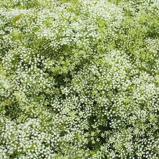 All Things Grow With Love - Baby's Breath - Kit- 25 Individual Baby Breath  Seed Packs - Ideal for Party Favors - Non-GMO - Eco-Friendly Gift - Indoor  or Outdoor Garden 