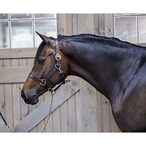 Photo 1 of Gatsby Adj Turnout Leather Halter w/Snap Suckling