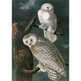 thumbnail image 3 of Audubon, John James 11x14 Black Modern Framed Museum Art Print Titled - Snowy Owl, 3 of 5