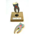 thumbnail image 4 of Eisco Labs Human Teeth Models - Set of 5 Different Models, 4 of 8