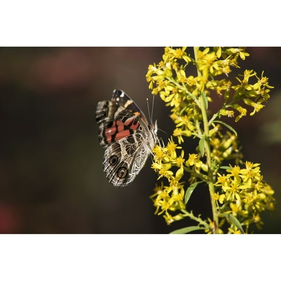 Posterazzi DPI12286529 Painted Lady Butterfly Cynthia Feeds On Goldenrod - Tahlequah Oklahoma United States of America Poster Print by Robert L.Potts, 19 x 12