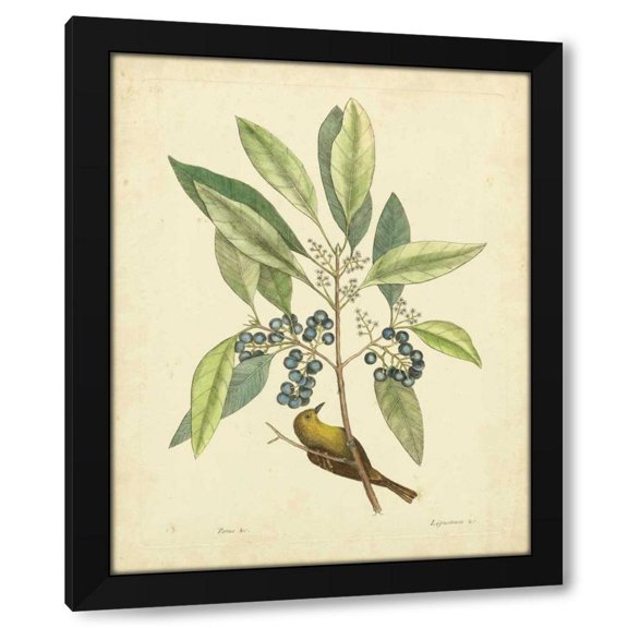 Mark Catesby 12x14 Black Modern Wood Framed Wall Art Titled - Catesby Bird and Botanical V