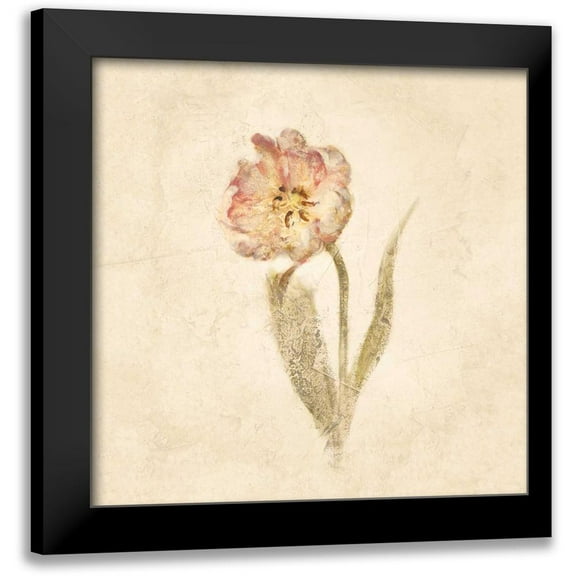 Blum, Cheri 12x12 Black Modern Framed Museum Art Print Titled - May Wonder Tulip on White Crop