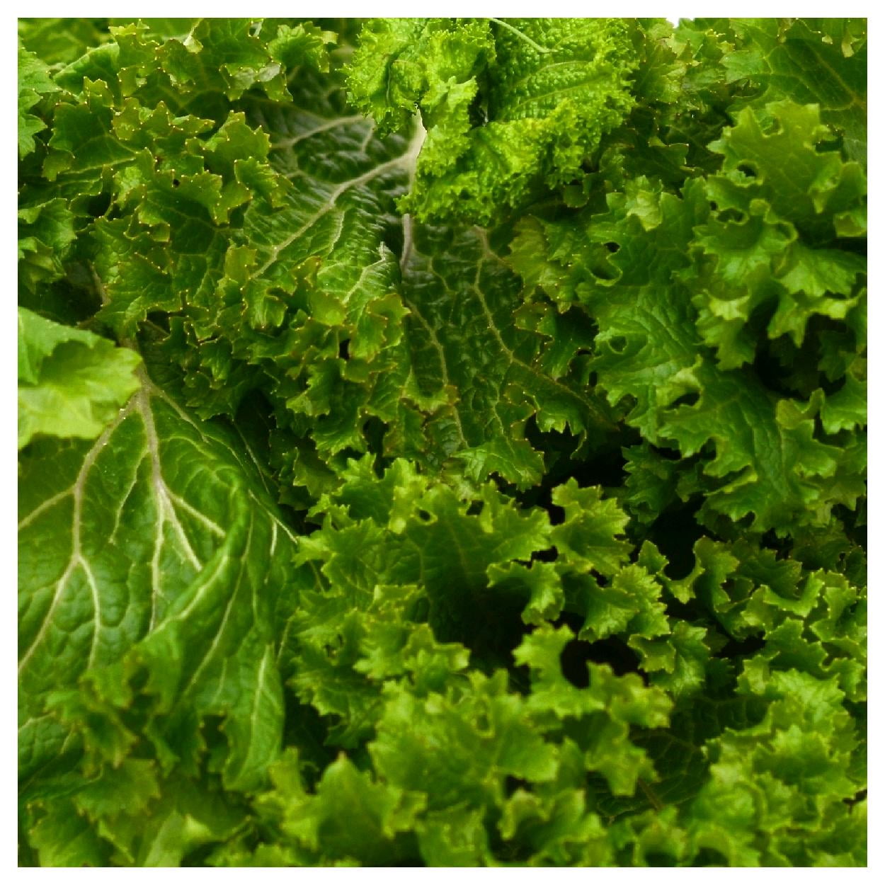Everwilde Farms - 1/4 lb Organic Southern Giant Curled Mustard Seeds - Gold Vault Bulk Seed Packet