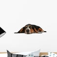 thumbnail image 1 of Bassett H)ound Lying down Wall Mural Decal by Wallmonkeys Vinyl Peel and Stick Graphic (18 in W x 6 in H), 1 of 4