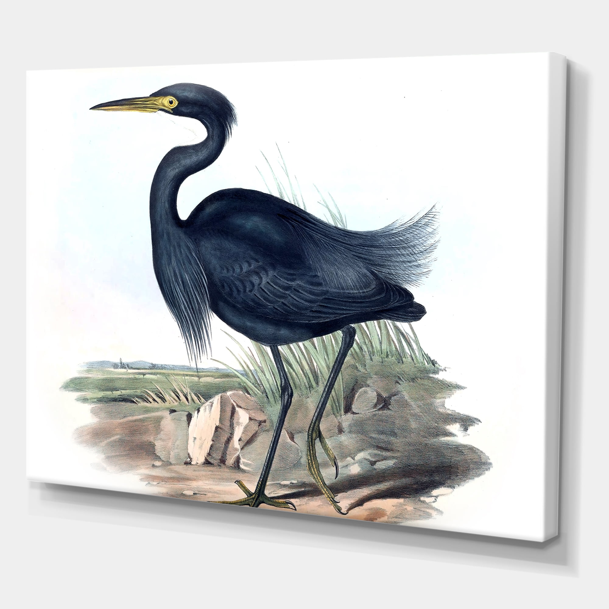 Designart ' Ancient Australian Birds III ' Traditional Canvas Wall Art Print