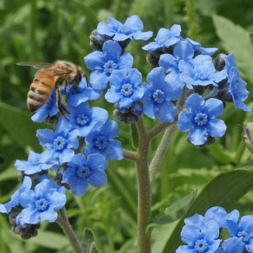 Everwilde Farms 1 Lb Chinese Me Not Garden Flower Seeds Gold