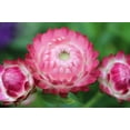 thumbnail image 2 of 50 PINK DOUBLE STRAWFLOWER Helichrysum Bracteatum Flower Seeds, 2 of 11
