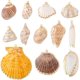 thumbnail image 1 of 12 estilos de dijes de concha natural de 0,8 a 2,2 pulgadas, colgantes de concha galvanizada, conchas marinas, conchas espirales de vieira, conchas marinas de verano con agujero, 1 of 5