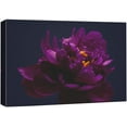 thumbnail image 3 of PixonSign Canvas Print Wall Art Violet Camellia on Black Background Botanical Plants Photography Modern Art Contemporary Portrait Colorful Multicolor Ultra for Living Room, Bedroom, Office - 12x18, 3 of 5