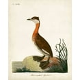 thumbnail image 2 of Latham, John 12x14 White Modern Wood Framed Museum Art Print Titled - Red-Necked Grebe, 2 of 4