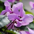 thumbnail image 2 of Hardy Fall Cyclamen Flower Bulbs - 2 Bulbs per Pack - Good For Indoor Forcing - Grows Well In Containers - Perennializing - Easy to Grow Live Plants - Outdoor Garden, 2 of 5