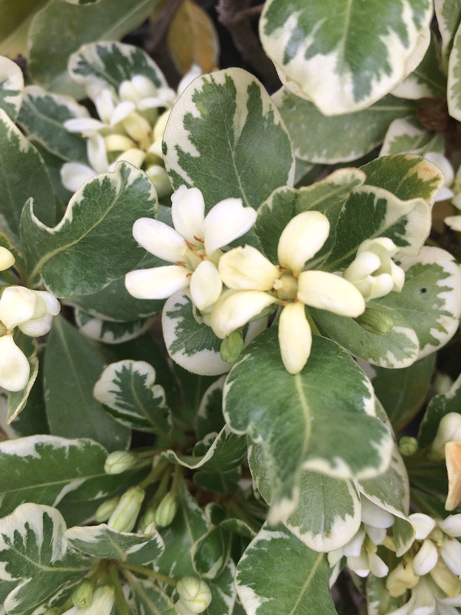 Pittosporum Variegated I 3 Large Gallon Size Plants I Pittosporum Tobria Variegatum I Live Striking Two-Tone Foliage for All-Year Visual Interest, Ideal for Hedges, Borders