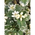 thumbnail image 2 of Pittosporum Variegated I 1 Large Gallon Size Plant I Pittosporum Tobria Variegatum I Live Striking Two-Tone Foliage for All-Year Visual Interest, Ideal for Hedges, Borders, 2 of 6