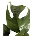 thumbnail image 2 of Ultra Rare Ginny Philodendron - Rhaphidophora tetrasperma -6" Pot- Mini Monstera, 2 of 3