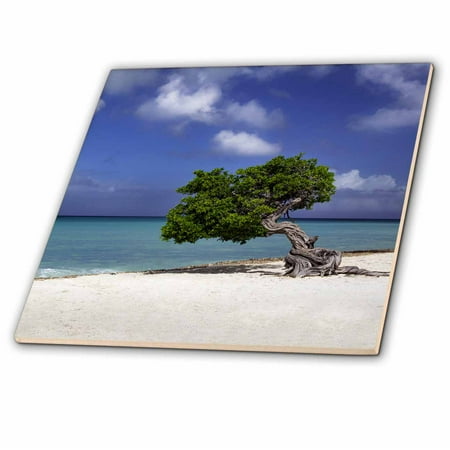 3dRose Weathered Fototi tree on the beach of Aruba, West Indies - Ceramic Tile,
