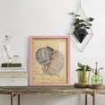 thumbnail image 5 of Seashell Ephemera V - Framed Print w/glass - Sunset Pink, 5 of 7