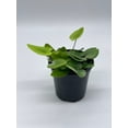 thumbnail image 6 of Heart Fern, Hemionitis Arifolia, 4 inch Pot, Heart Leaf, Tongue Fern, 6 of 8