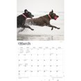 thumbnail image 3 of LABRADOR RETRIEVERS THE BEAUTY OF 2024 D, 3 of 8