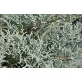 thumbnail image 4 of Juniper Angelica Blue - 15 Live 4 Inch Pots - Juniperus Chinensis - Drought Tolerant Cold Hardy Evergreen Plants, 4 of 8