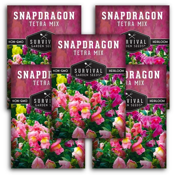 Snapdragon Tetra Mix Seeds - 5 pack - Non-GMO Heirloom Full Sun Annual Flower