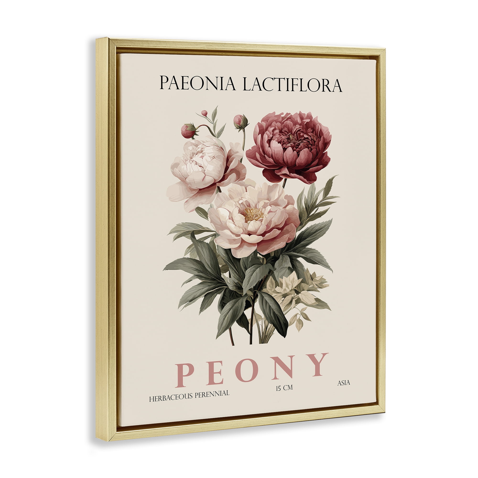 Stupell Industries Natural Peony Bundle Gold Framed Floater Canvas Wall Art, design by Christopher Giampietro