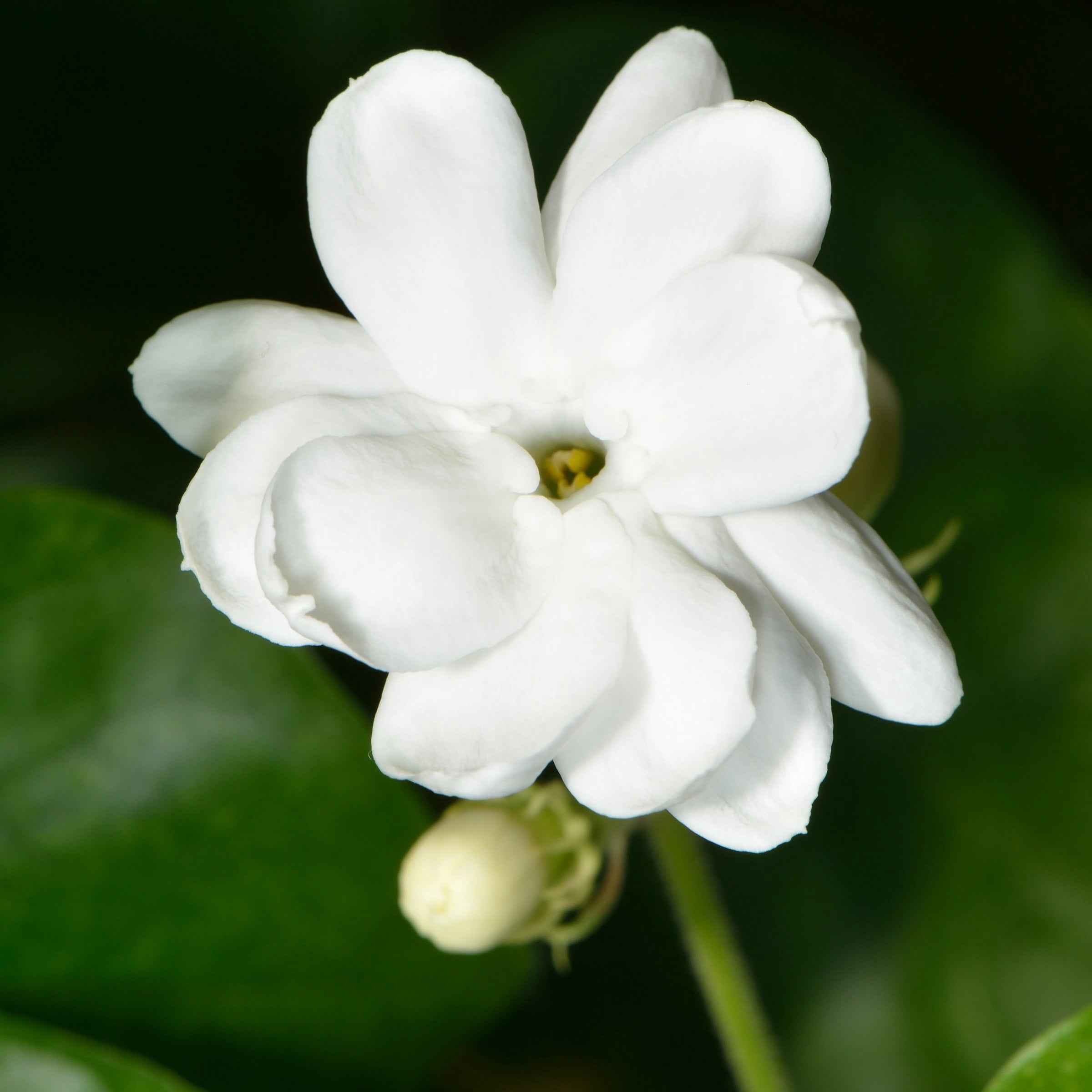 National Plant Network 4 in. Sambac Jasmine (3-Pack) - Walmart.com