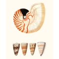 thumbnail image 3 of Vision Studio 12x14 Black Modern Framed Museum Art Print Titled - Shell Collection I, 3 of 5
