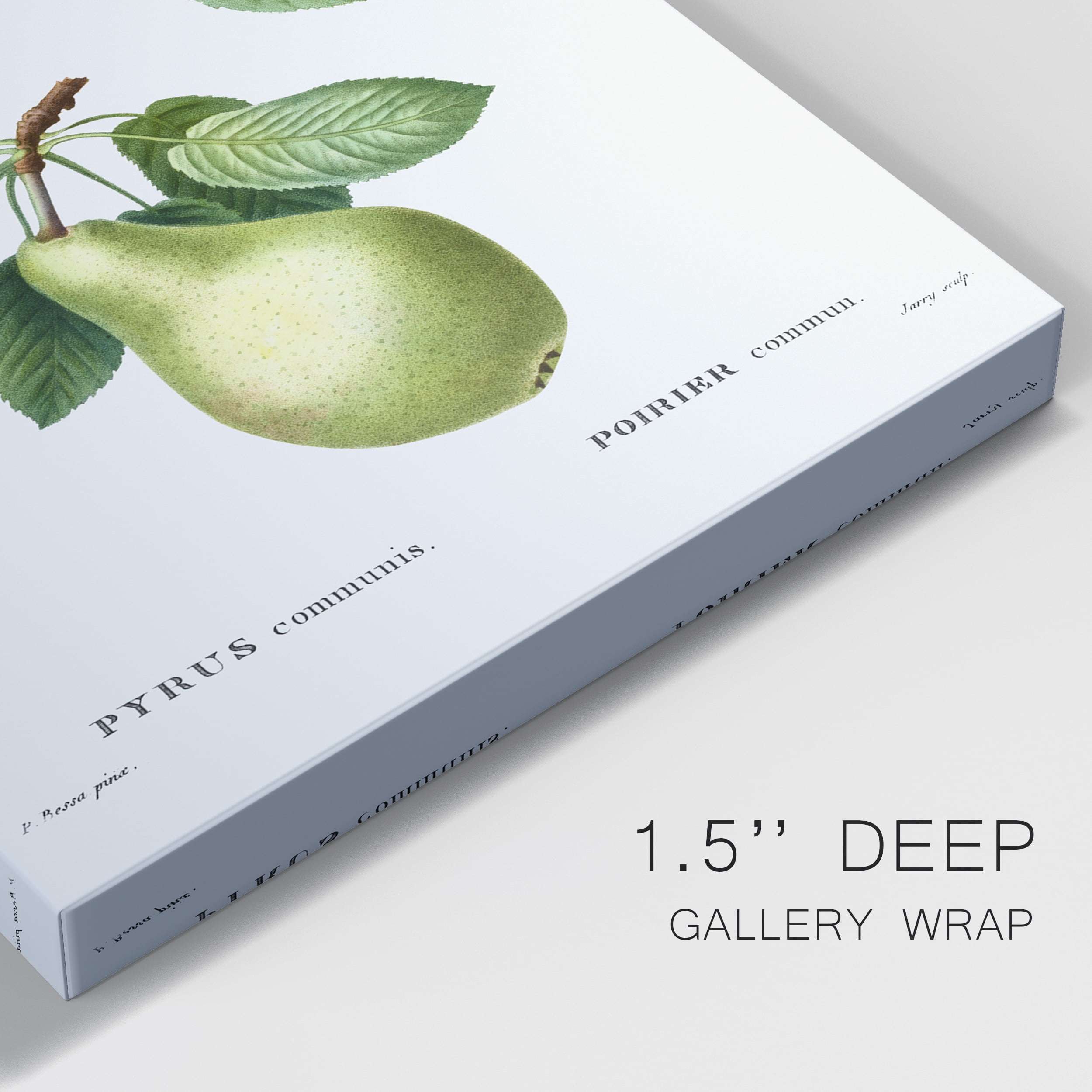 Pear, Pyrus communis from Traité des Arbres et Arbustes que l'on cultive en France en pleine terre Premium Gallery Wrapped Canvas - Ready to Hang - 12 x 18