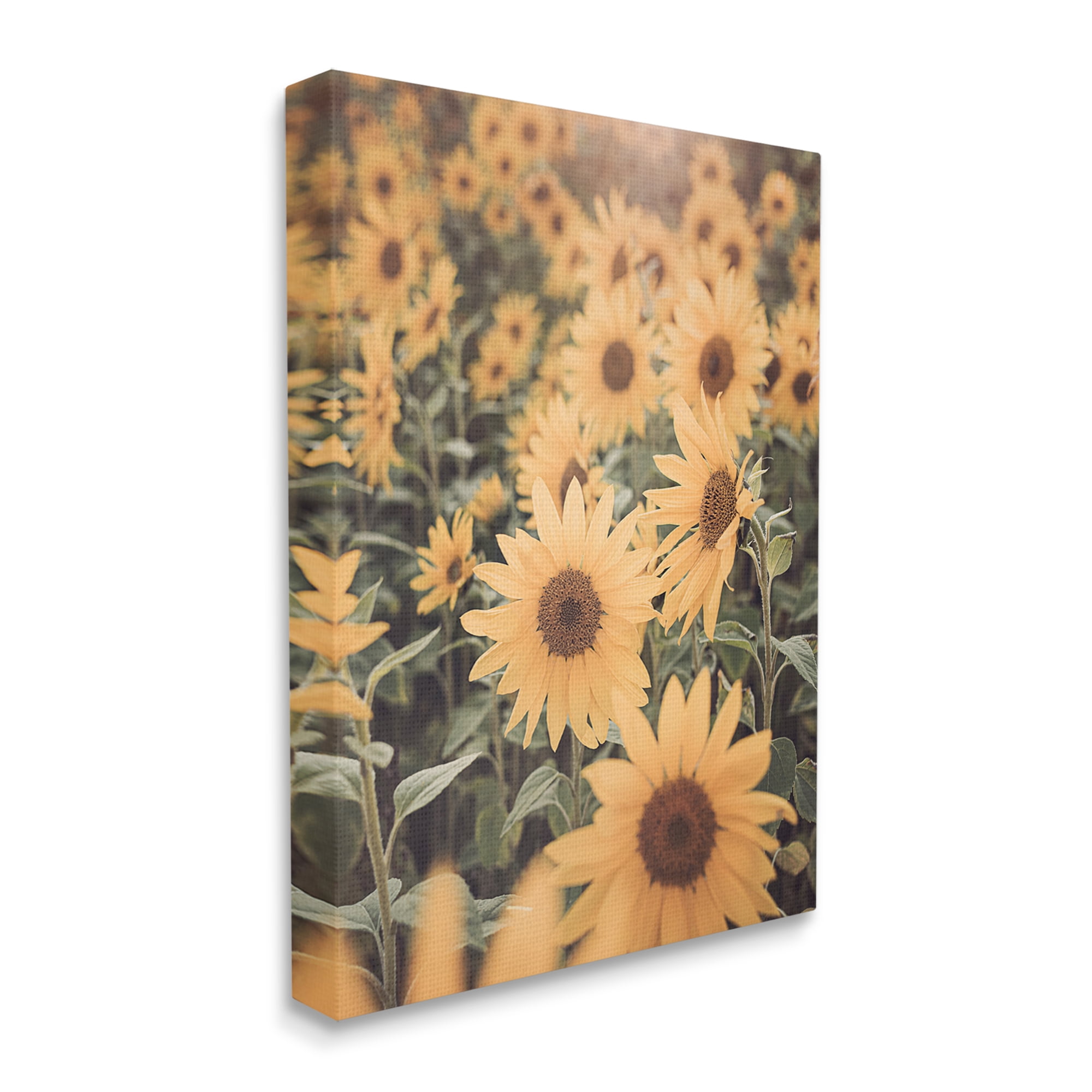 Stupell Industries Sunlit Sunflower Field Botanical & Floral Photography Gallery Wrapped Canvas Print Wall Art, 16 x 20