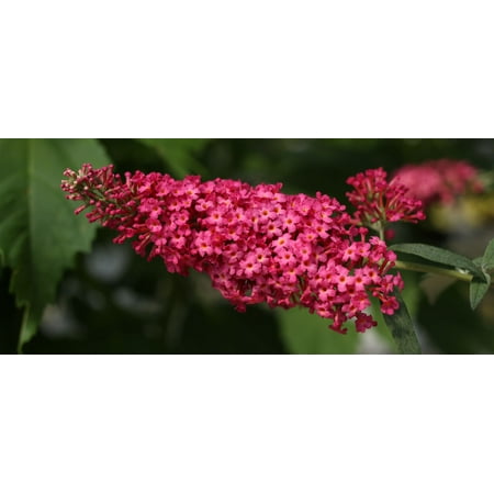 Prince Charming Butterfly Bush - Buddleia - Perennial - Gallon (Best Perennials For Butterflies)