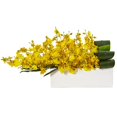 thumbnail image 1 of Orchidée Dame Dansante en Céramique Rectangulaire&44; Jaune, 1 of 1