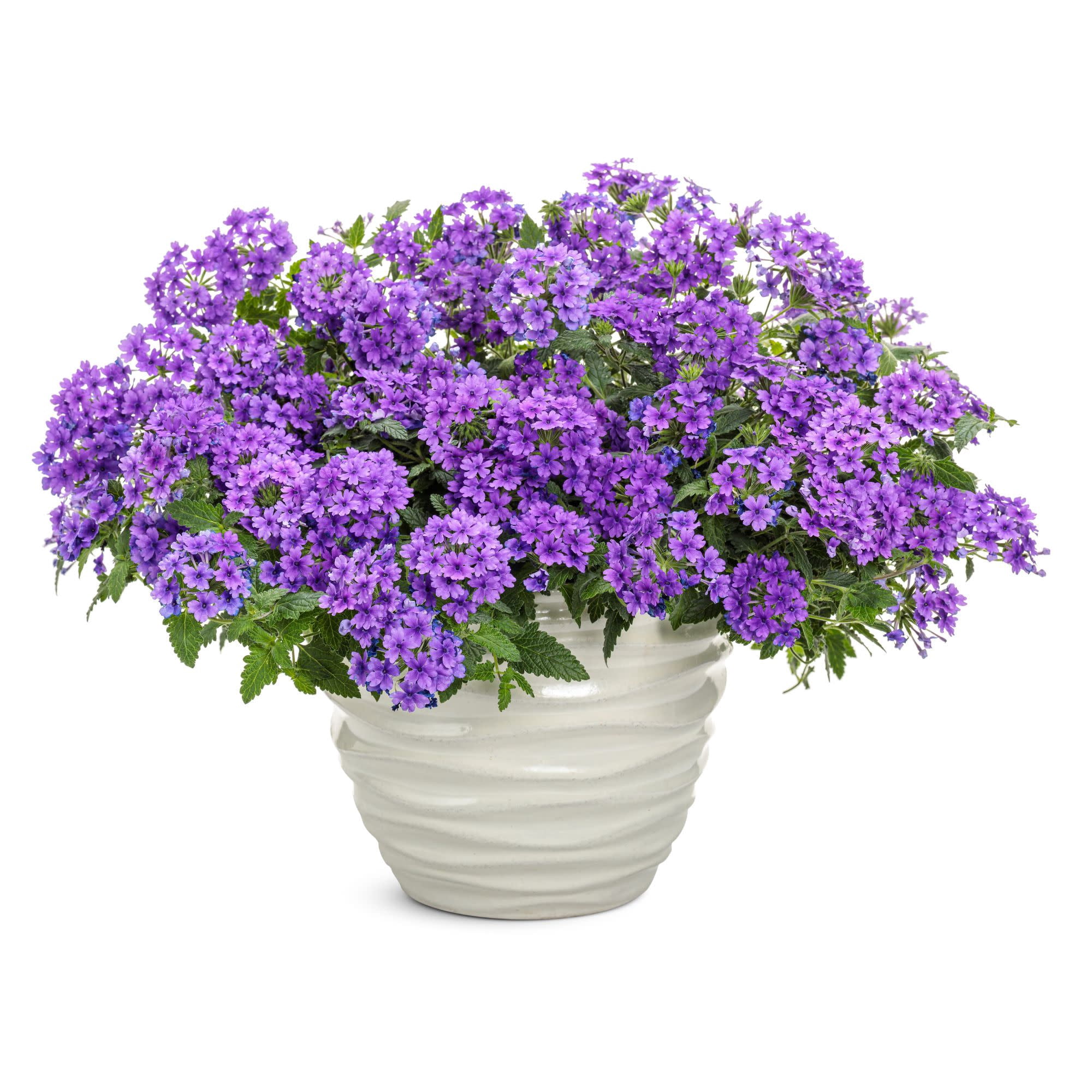 Proven Winners 4" Purple Superbena Cobalt Verbena Live Plant in 4.25" Pot (4 Count)