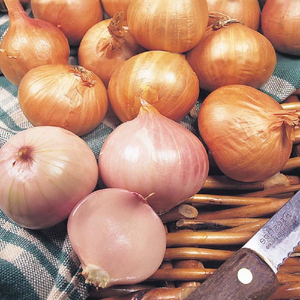 Biztro Shallots 25 Bulbs 9/15 cm Bulbs Favored By Chefs Walmart